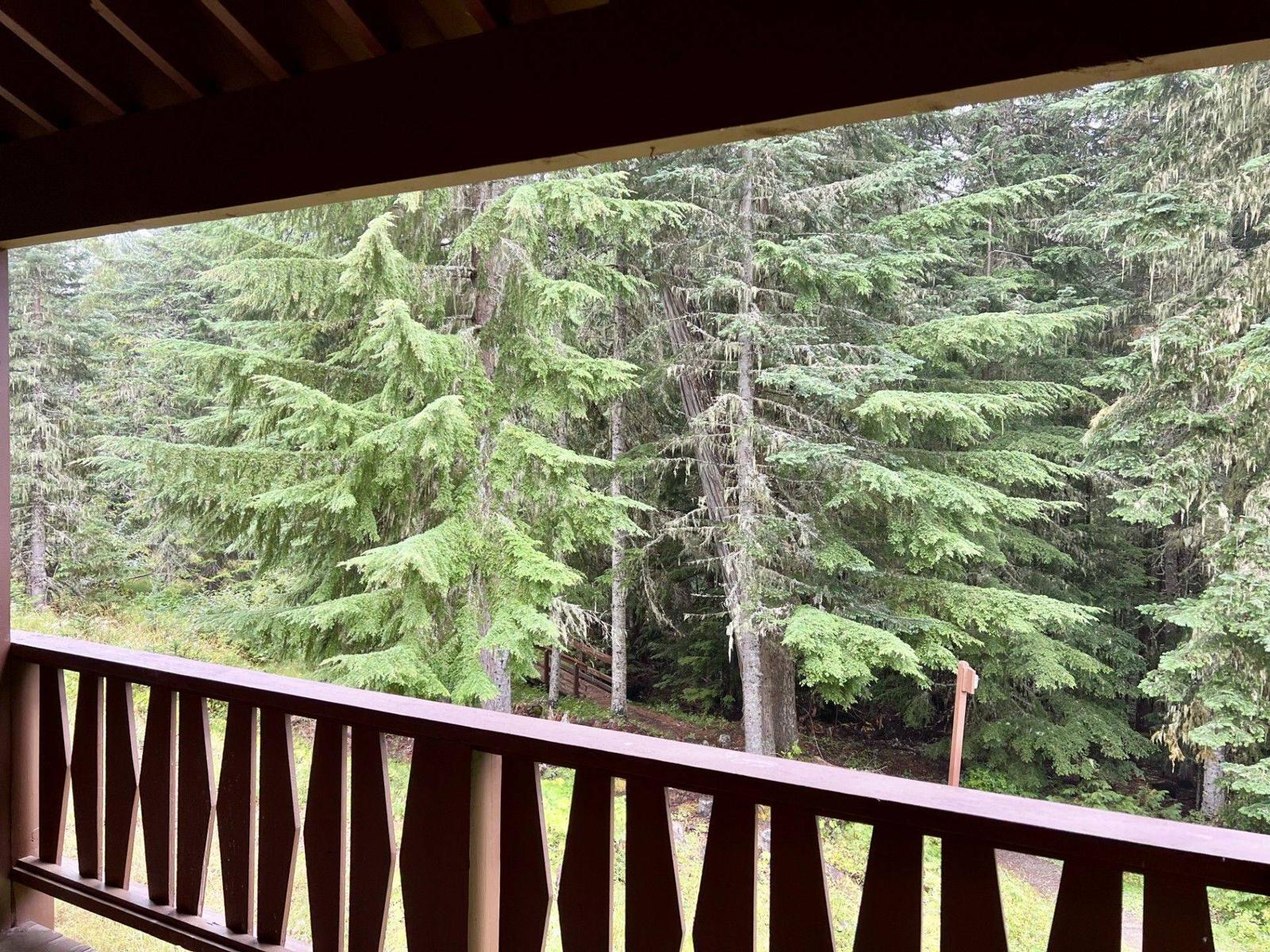 View from the deck into the evergreens
