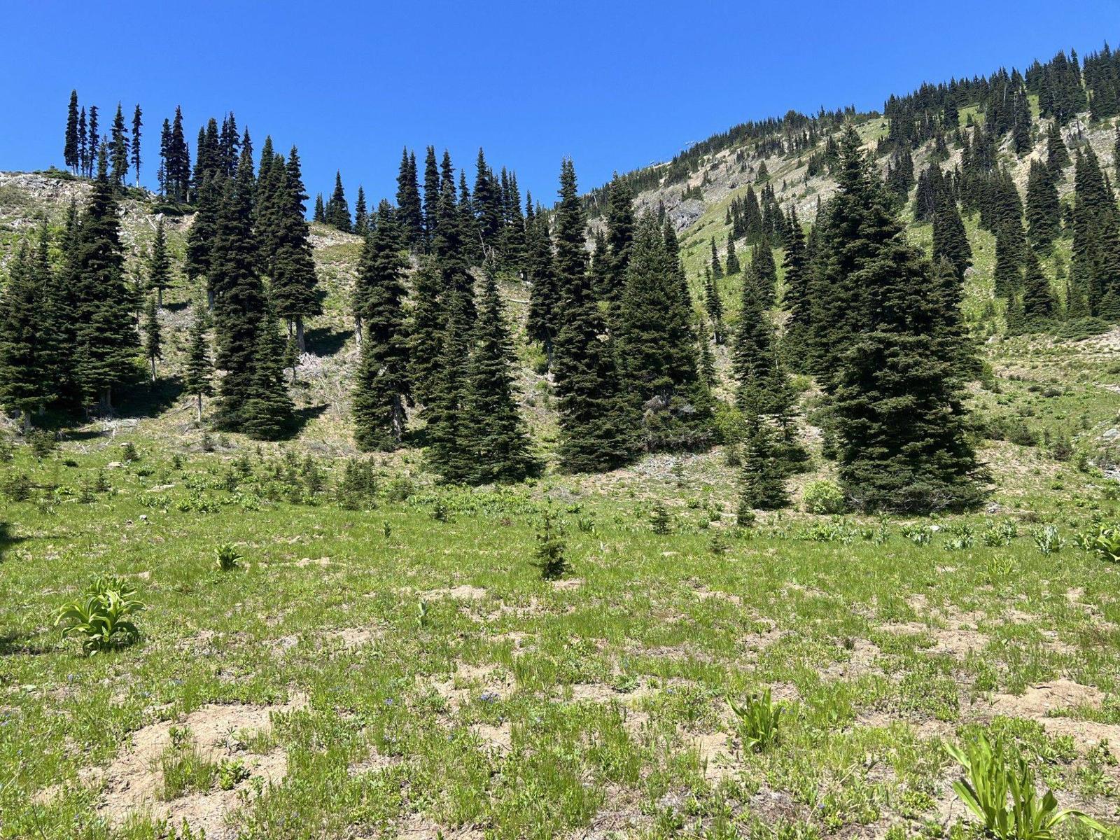 Summer meadow above the resort