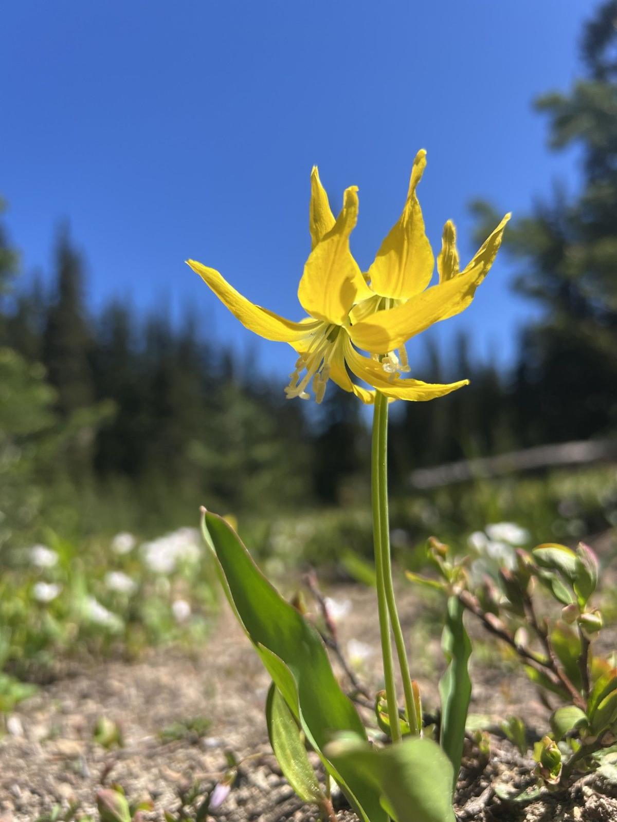 Glacier lily on the trail